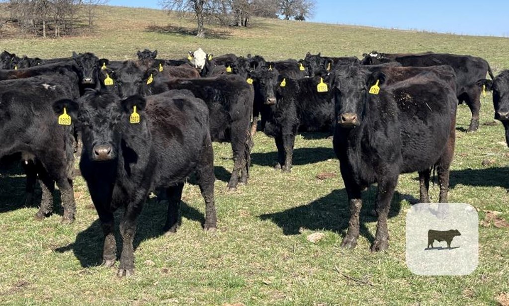 Cattle Range Listing Photo