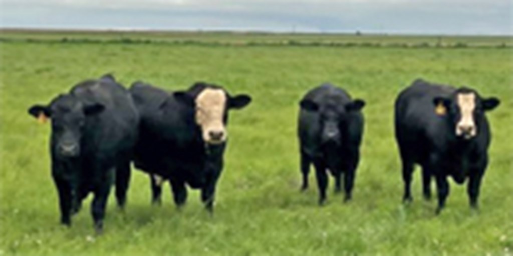 5 Reg. SimAngus Bulls... TX Panhandle