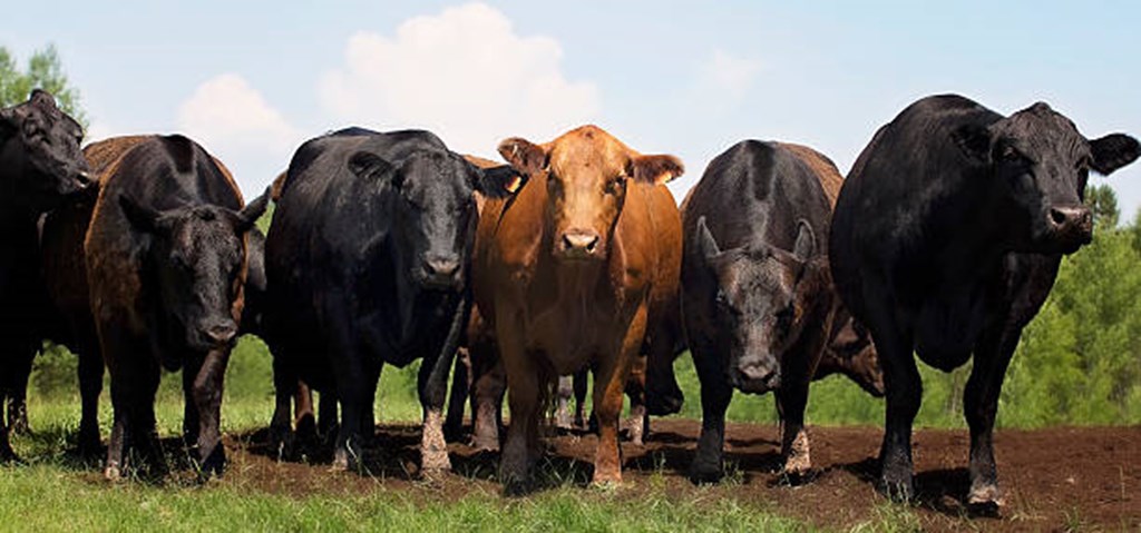 USDA: Cattle Price Forecasts for 2023 and 2024 are Mixed