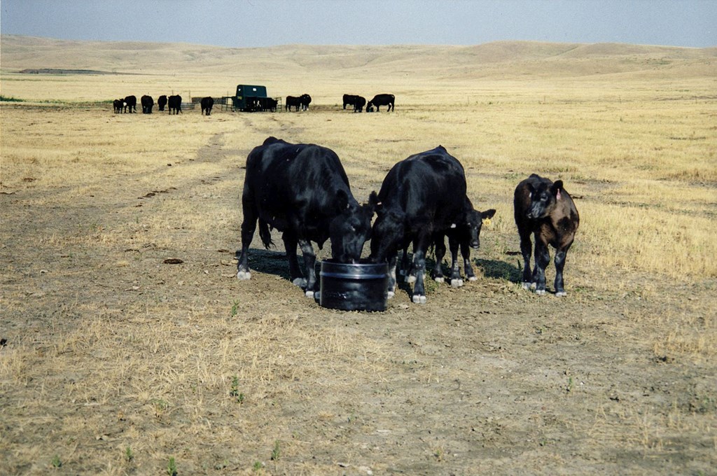 The Path to Pasture Recovery after Drought