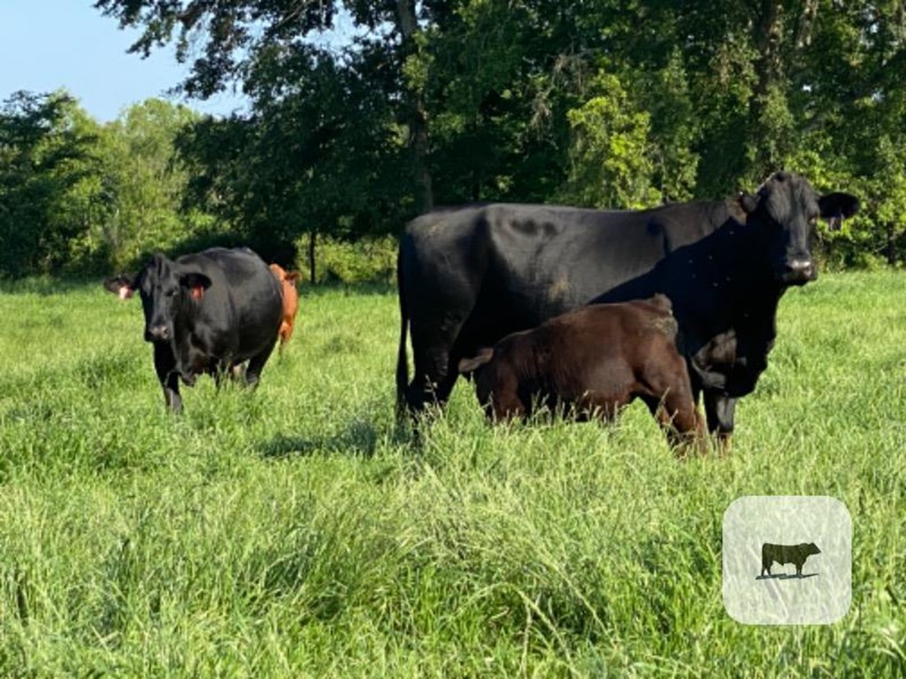 Cattle Range Listing Photo