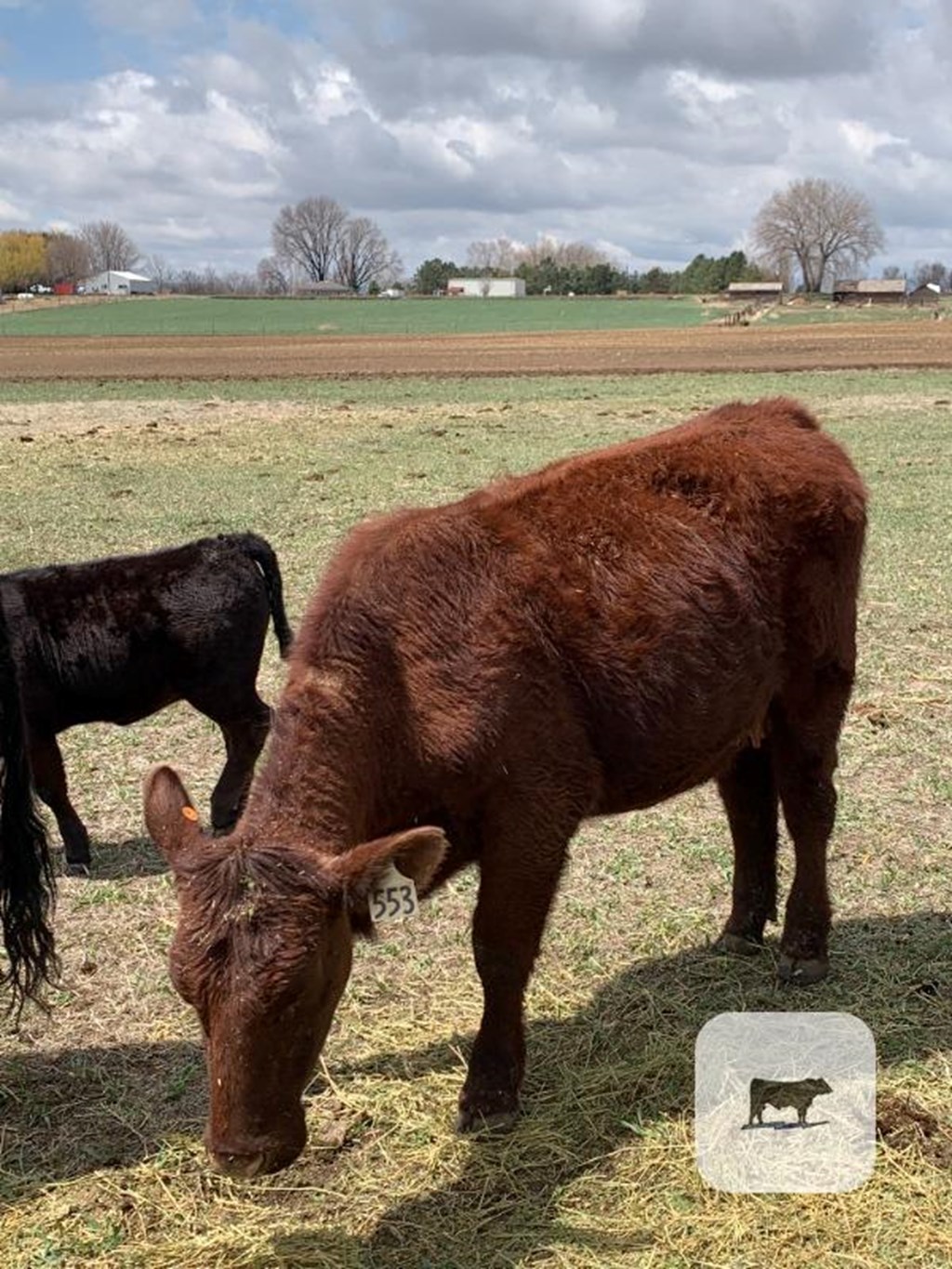 Cattle Range Listing Photo