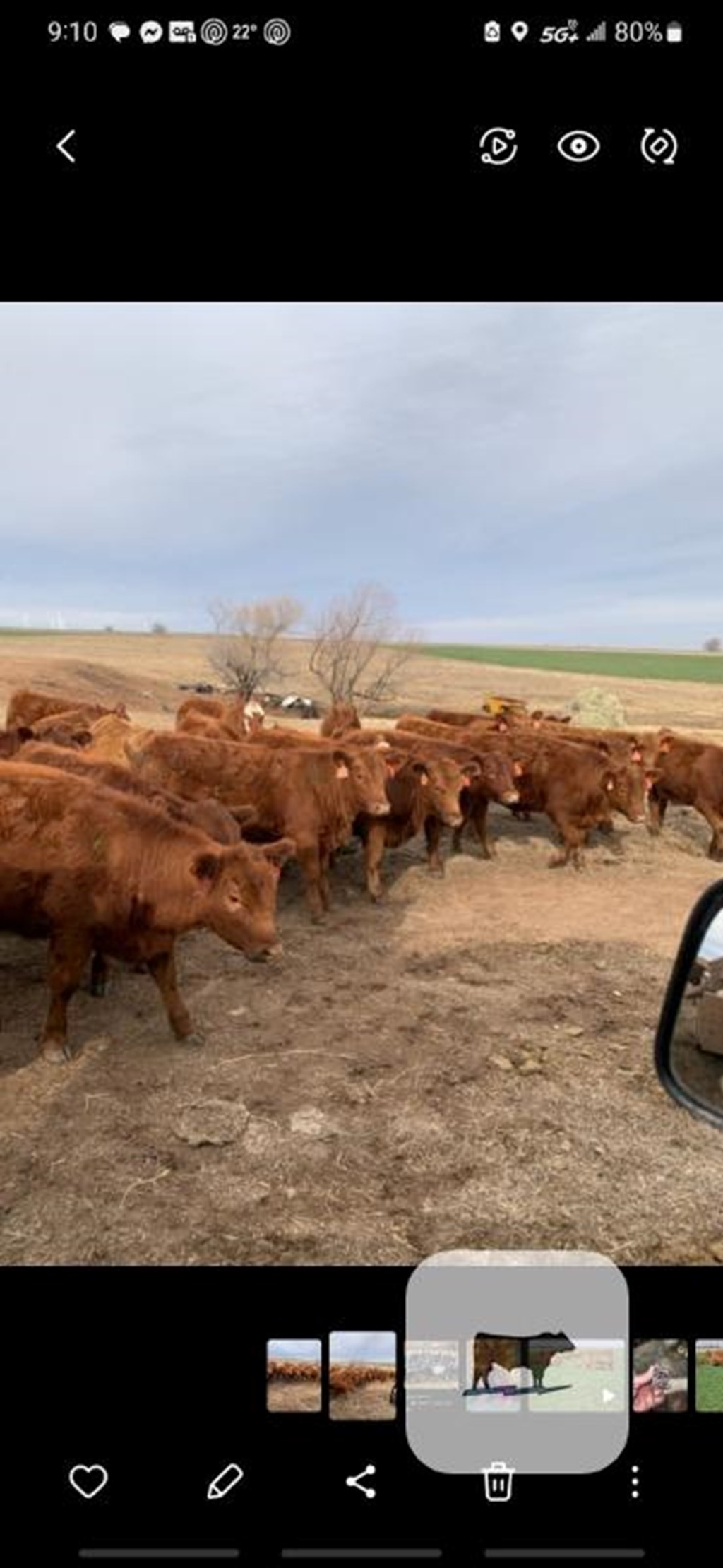 Cattle Range Listing Photo