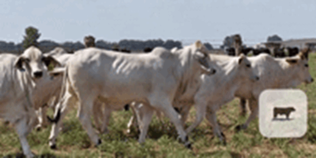 15 Brahman Replacement Heifers... Central TX