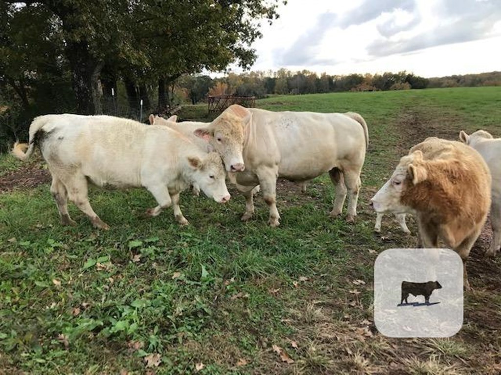 Cattle Range Listing Photo