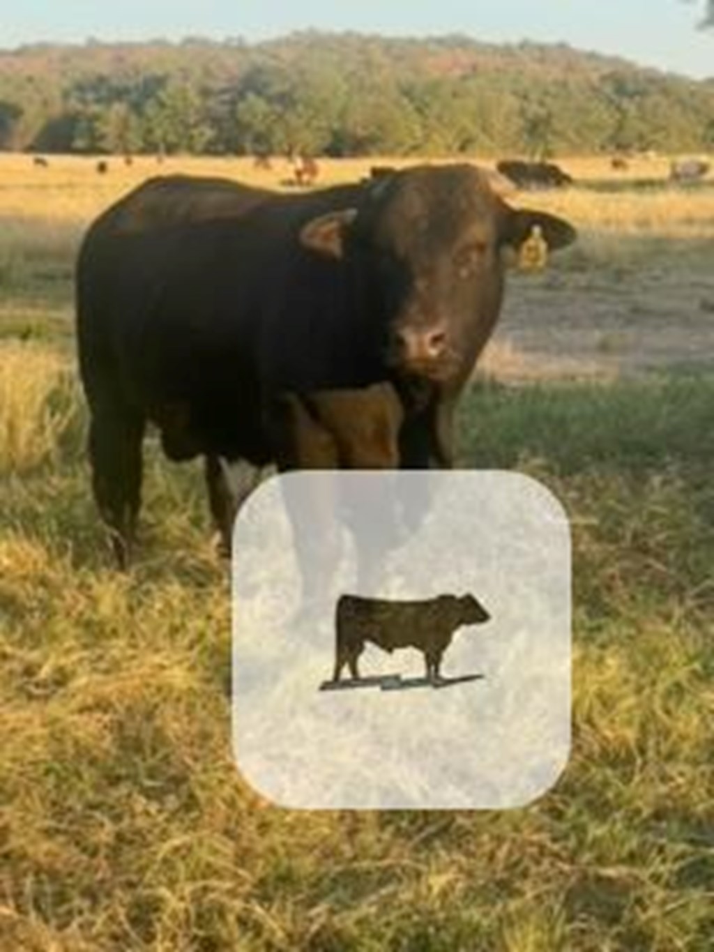 Cattle Range Listing Photo
