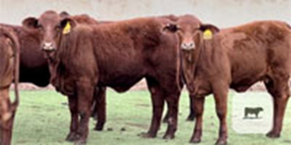 20 Santa Gertrudis Rep. Heifers... Central TX