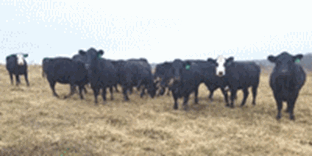80 Angus Cross Cows... Central MO