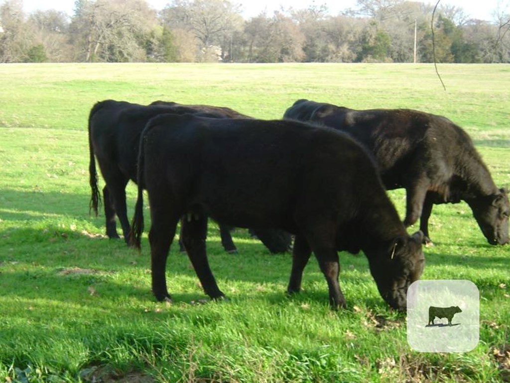 Cattle Range Listing Photo
