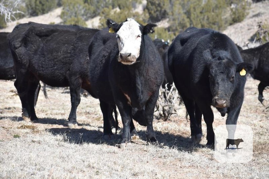 Cattle Range Listing Photo