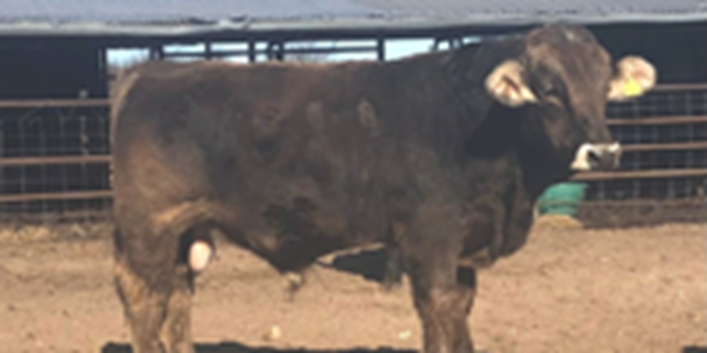 10 Reg. Braunvieh Bulls... Northeast TX