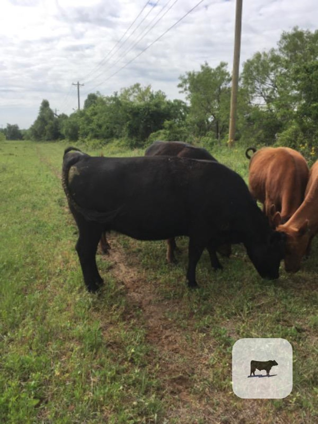 Cattle Range Listing Photo