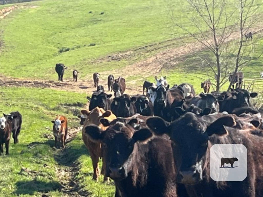 Cattle Range Listing Photo