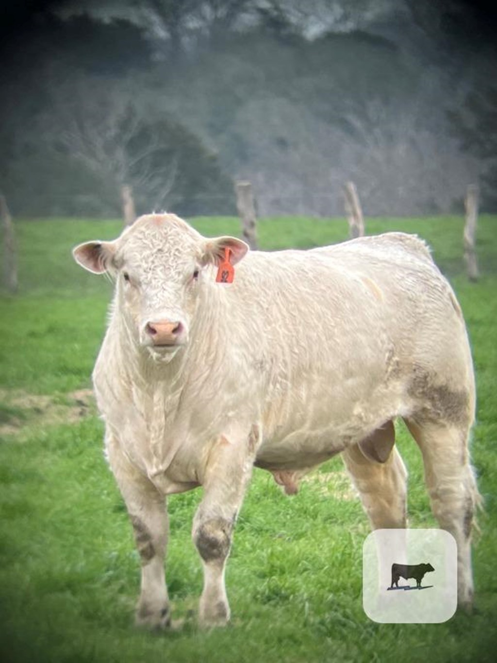 Cattle Range Listing Photo