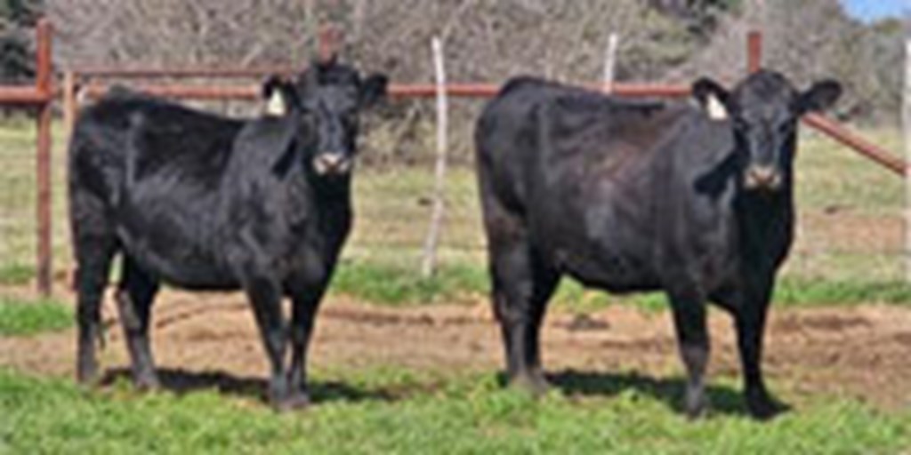 45 Angus Cows w/ 8+ Calves... North TX