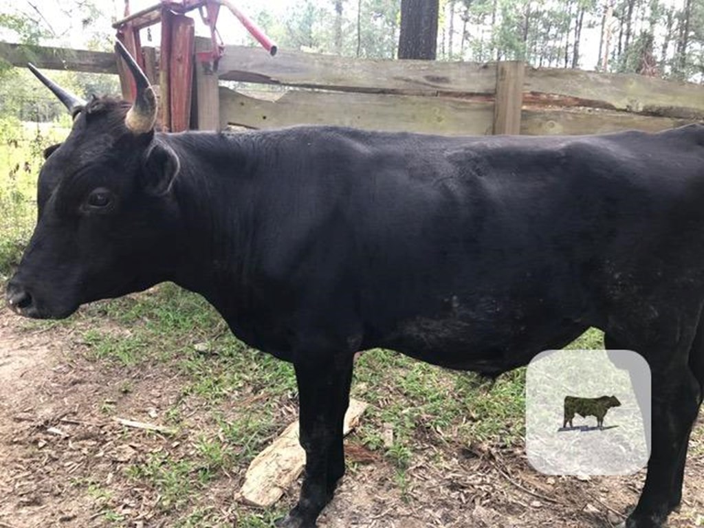 Cattle Range Listing Photo