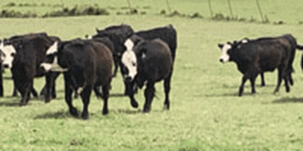 115 Angus 'BWF' Rep. Heifers... Central TX