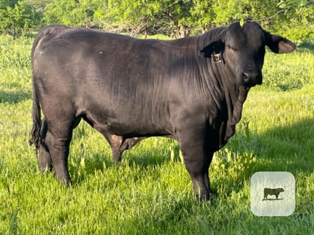 Cattle Range Listing Photo