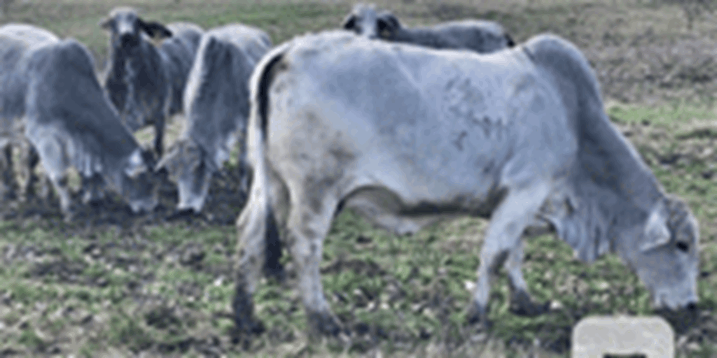 9 Brahman Cows w/ 1+ Calf... Southwest AR