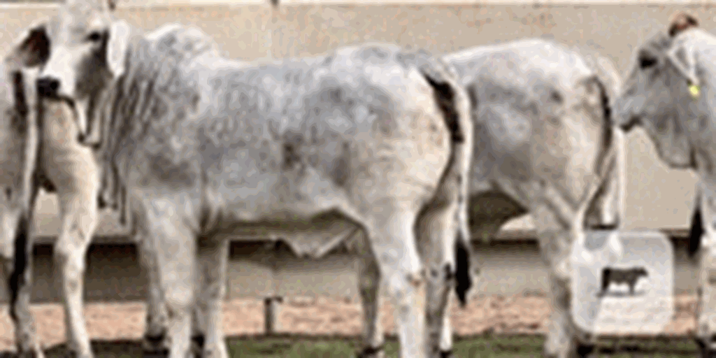 50 Brahman Rep. Heifers... Central TX