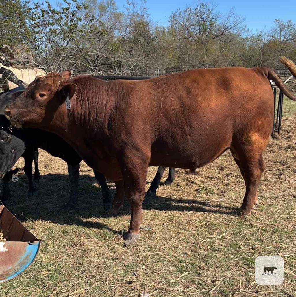 Cattle Range Listing Photo
