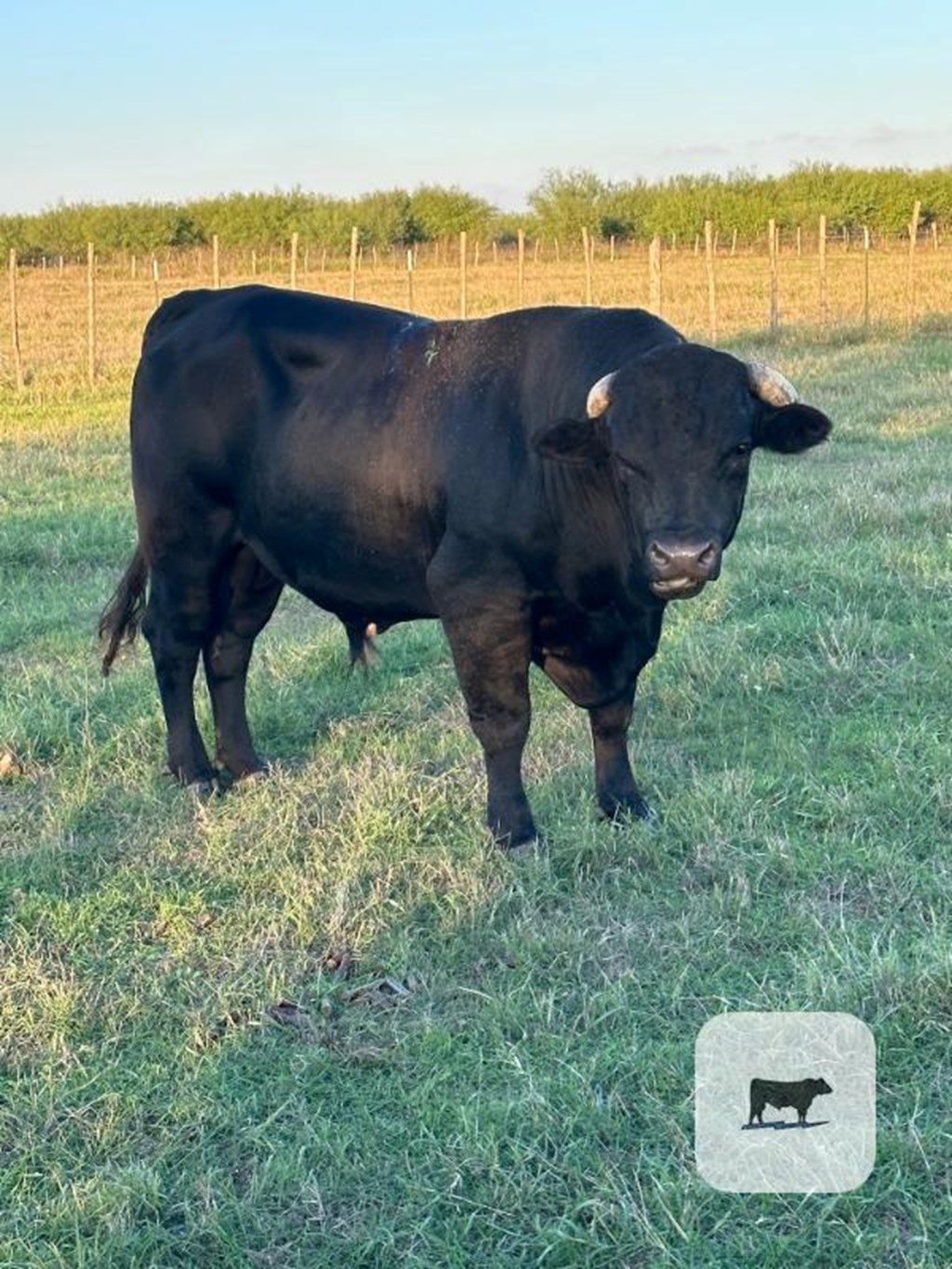 Cattle Range Listing Photo