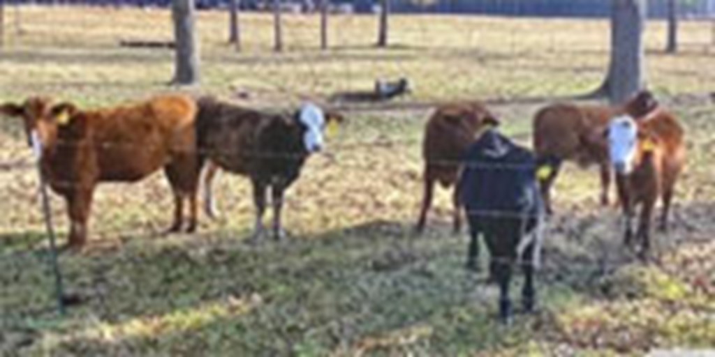 5 Braford Rep. Heifers... Central MS