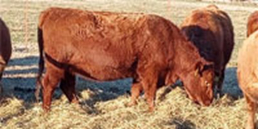 52 Red Angus Bred Heifers... Northwest AR