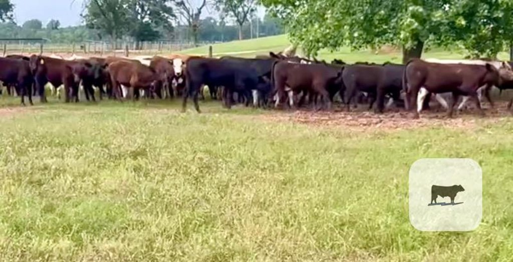 91 Angus, Angus Cross, Charolais & Charolais Cross Stocker Steers