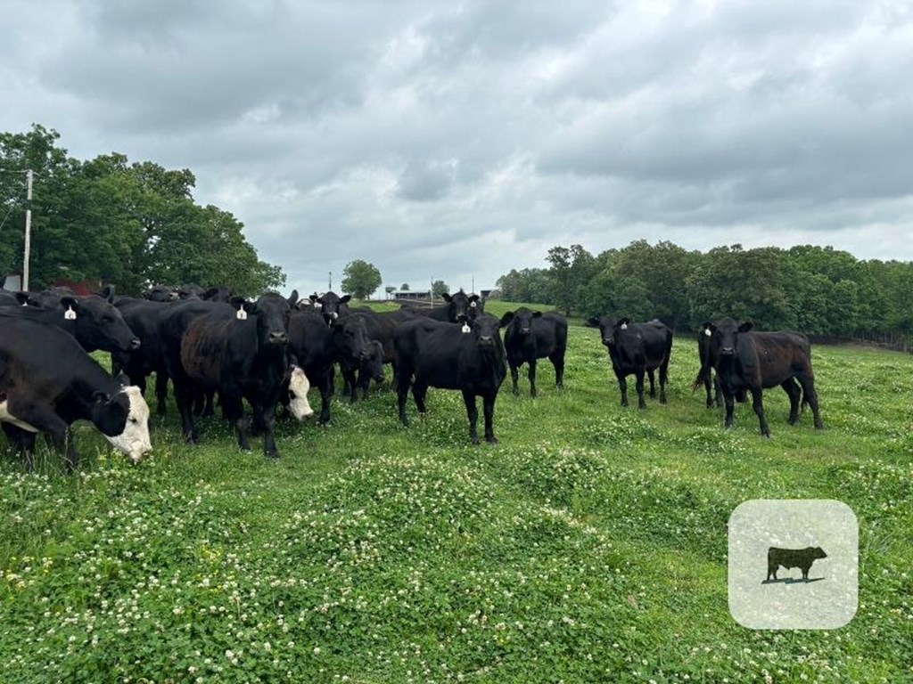140 Angus Cows & BWF Cows… Northeast AR Cattle Range