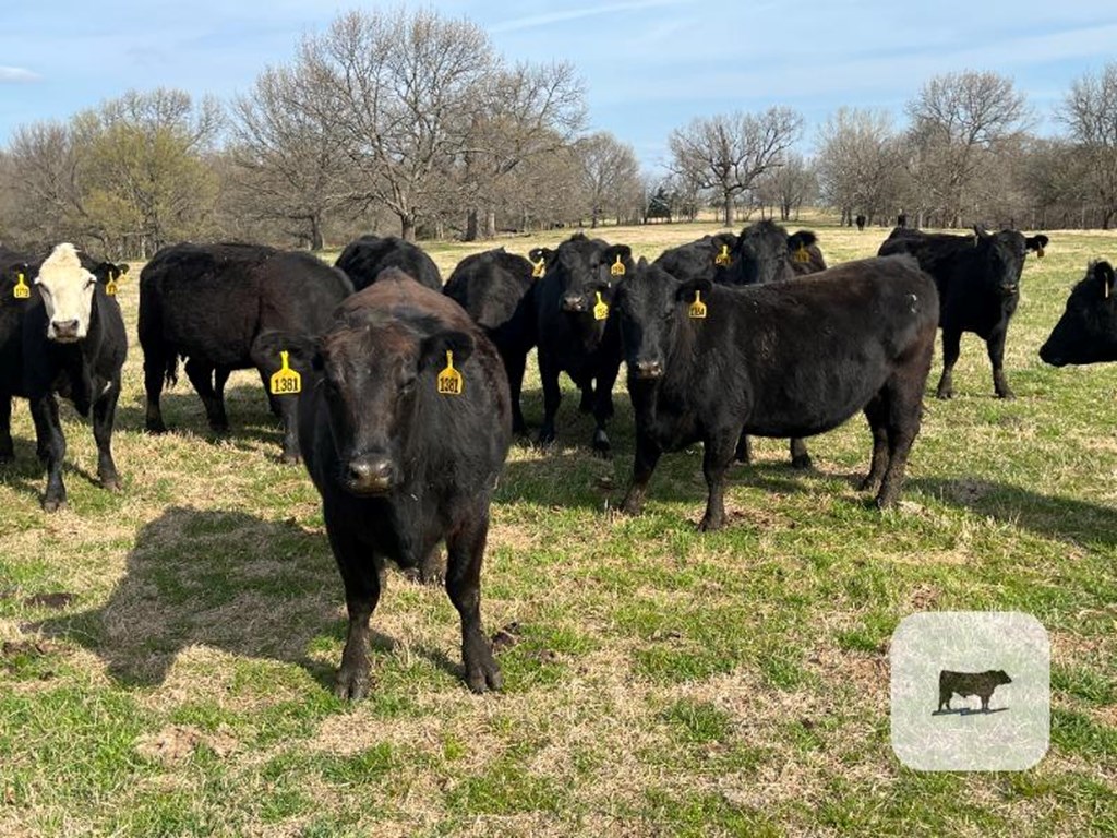 Cattle Range Listing Photo
