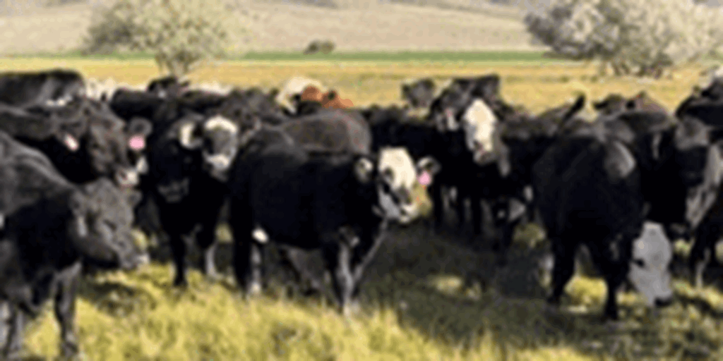1,100 Akaushi/Wagyu Bred Heifers... Northern Utah