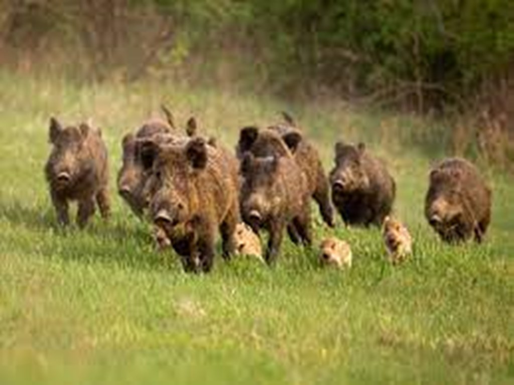 USDA Collecting Data on Feral Swine Damage to Livestock Operations