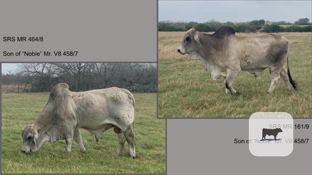 Cattle Range Listing Photo