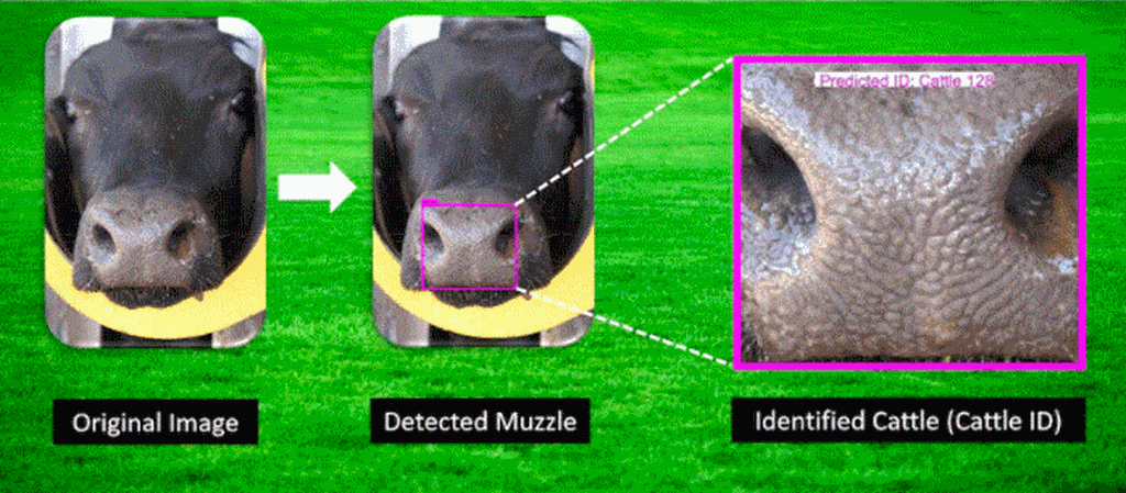 Cow Noses are the ‘Fingerprint’ for Facial Recognition Technology
