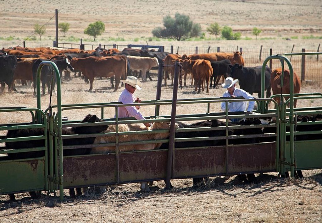 K-State DVM’s explain FDA's New Antibiotic Distribution Regulations for Livestock