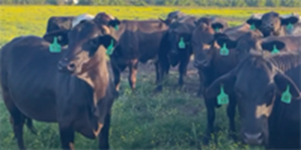 60 Brangus Type & Crossbred Cows... Northern FL