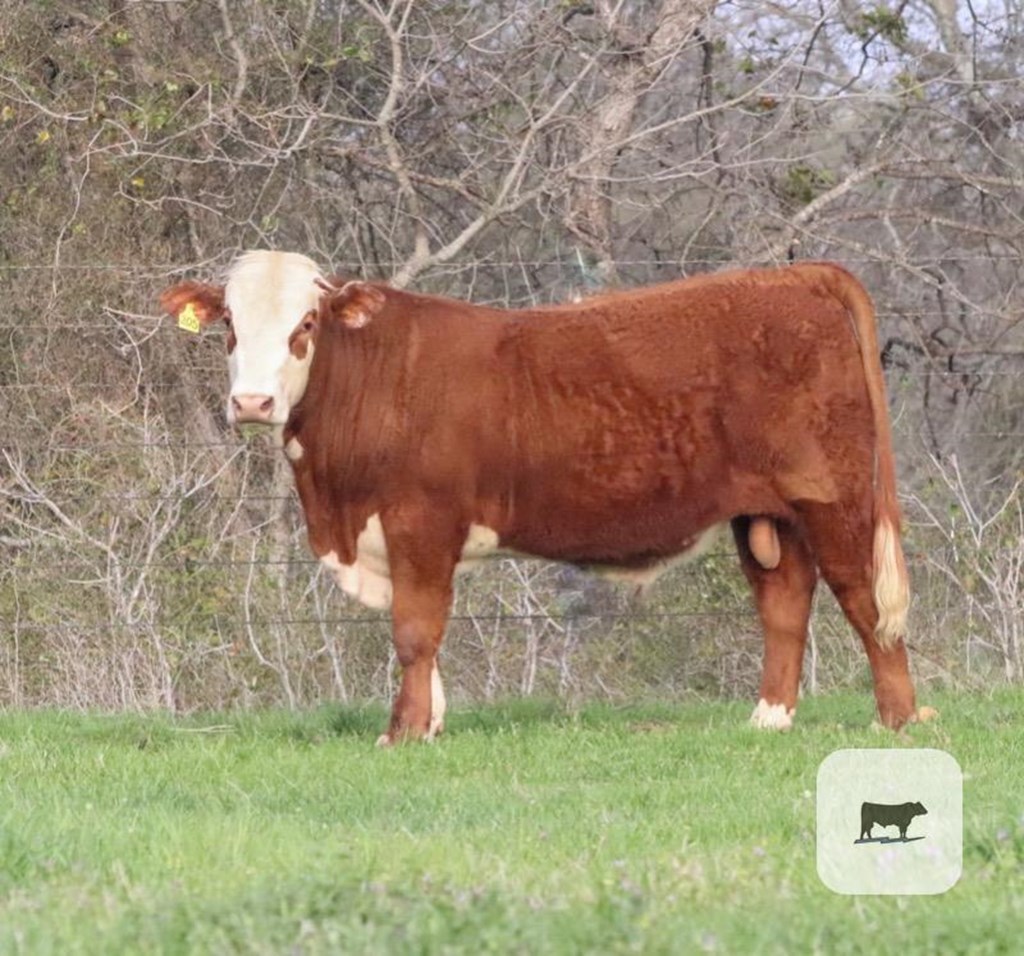 Cattle Range Listing Photo