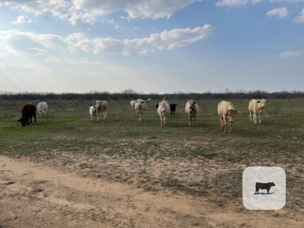 Cattle Range Listing Photo