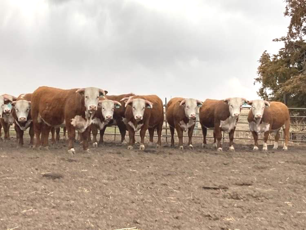 Cattle Range Listing Photo