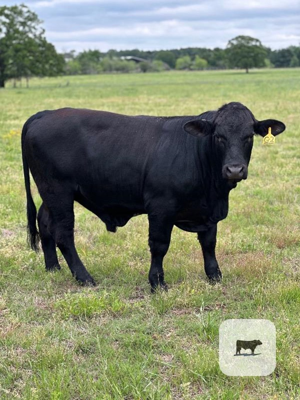 Cattle Range Listing Photo