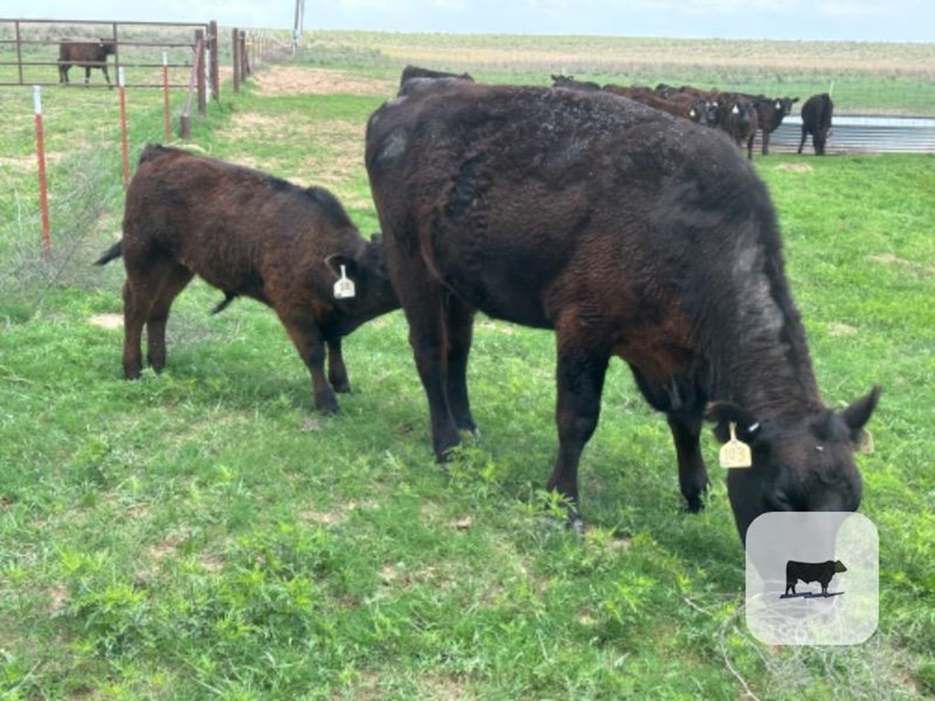 Cattle Range Listing Photo