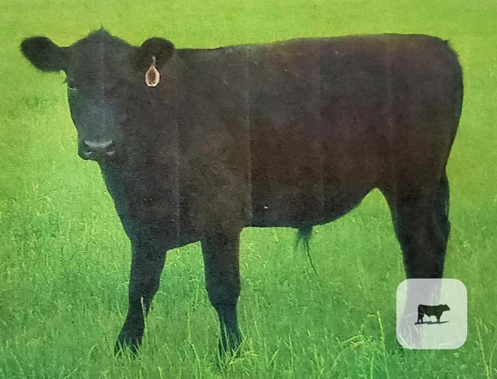 Cattle Range Listing Photo