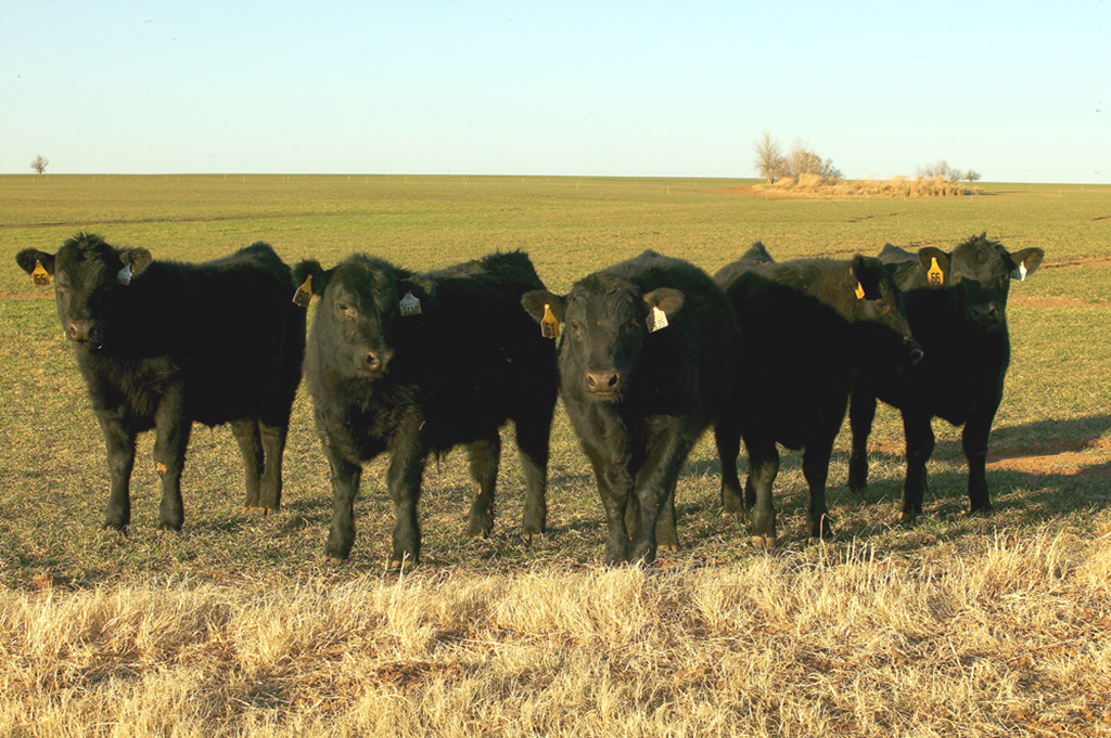 Winter Wheat Condition as of 11/5/23