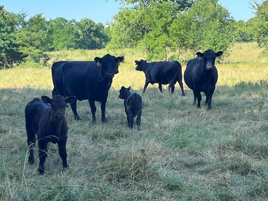 Drought Weighing on Summer Cattle Markets