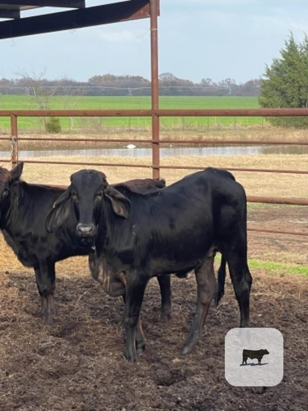 Cattle Range Listing Photo