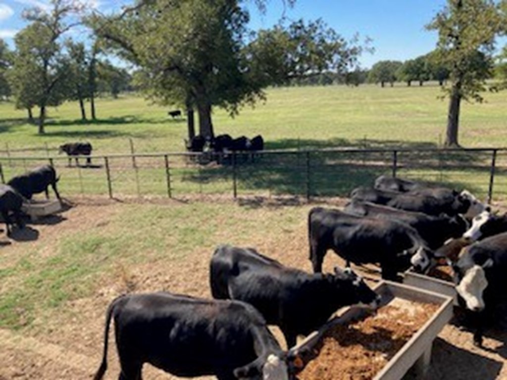 Cattle Range Listing Photo