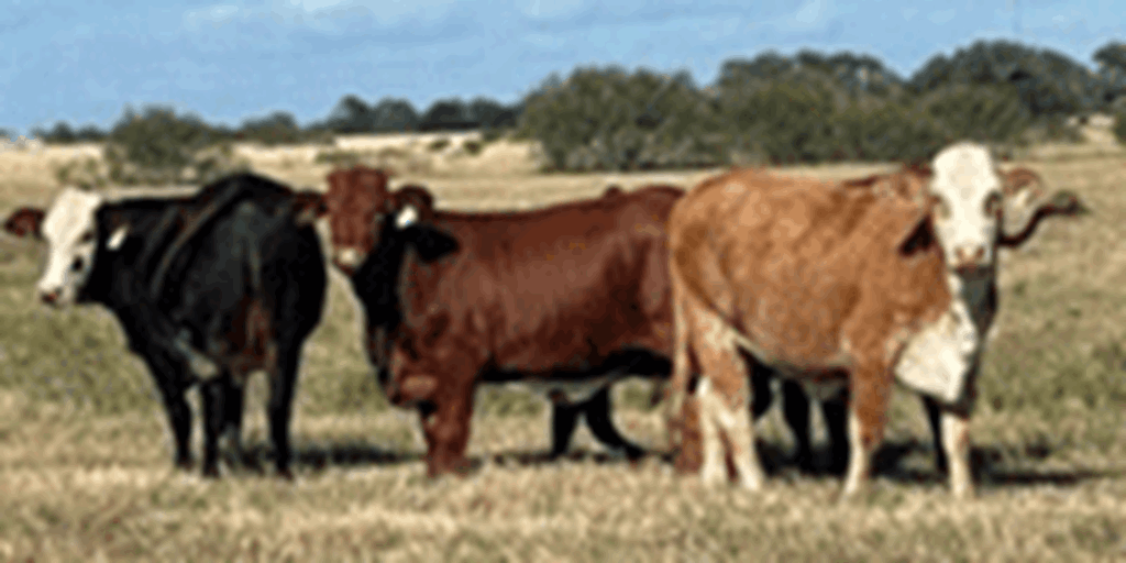 62 F1 Braford & 22 Beefmaster/Santa Gertrudis Bred Heifers... South TX