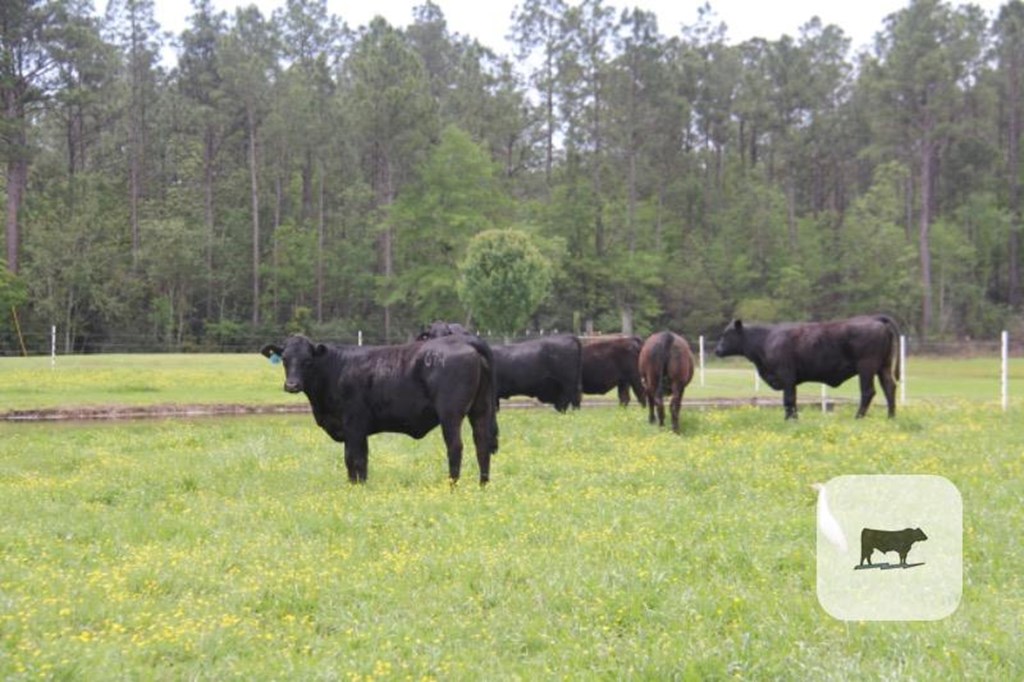 Cattle Range Listing Photo