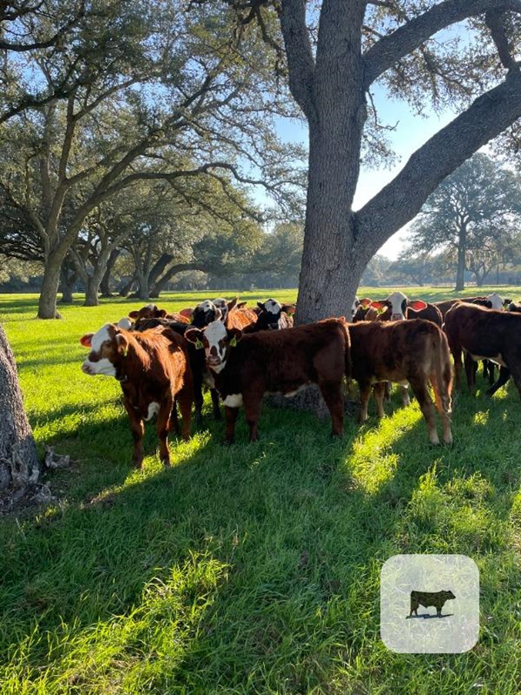 Cattle Range Listing Photo